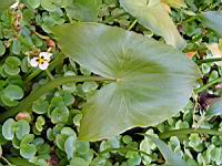 Regnellidium diphyllum (fam Marsileacees) (Am. sud) (Parc de la tete d'or) (2) (Photo F. Mrugala)